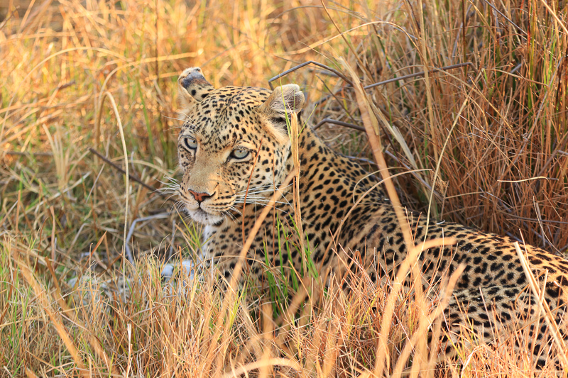 Moremi Game Reserve